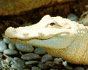 whitealligator.gif